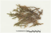 藏品(臺灣擬扭葉苔)的圖片